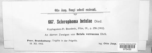 Sclerophoma betulae image